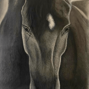 Horse-Star